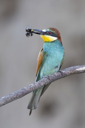 european bee eater