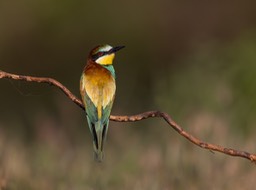 european bee eater