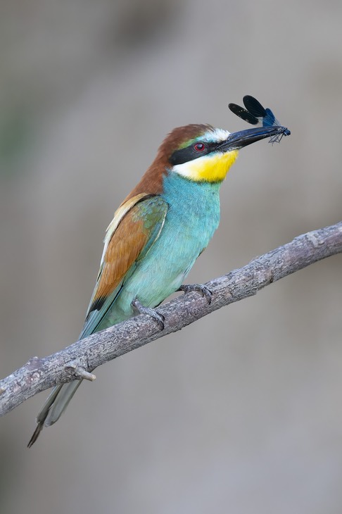 european bee eater