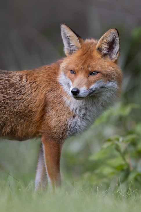 red fox