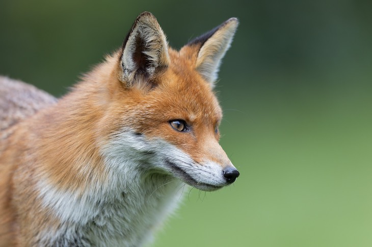 red fox