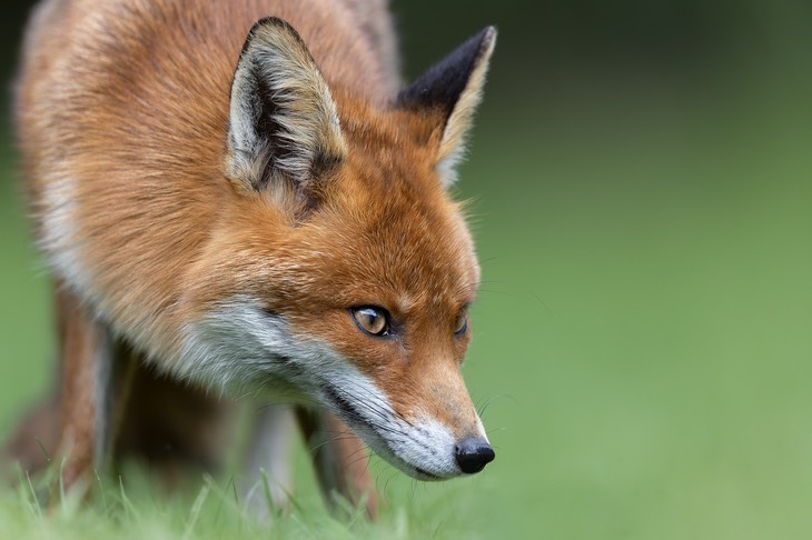 red fox