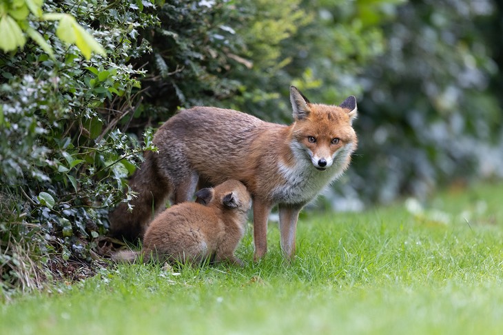 red fox