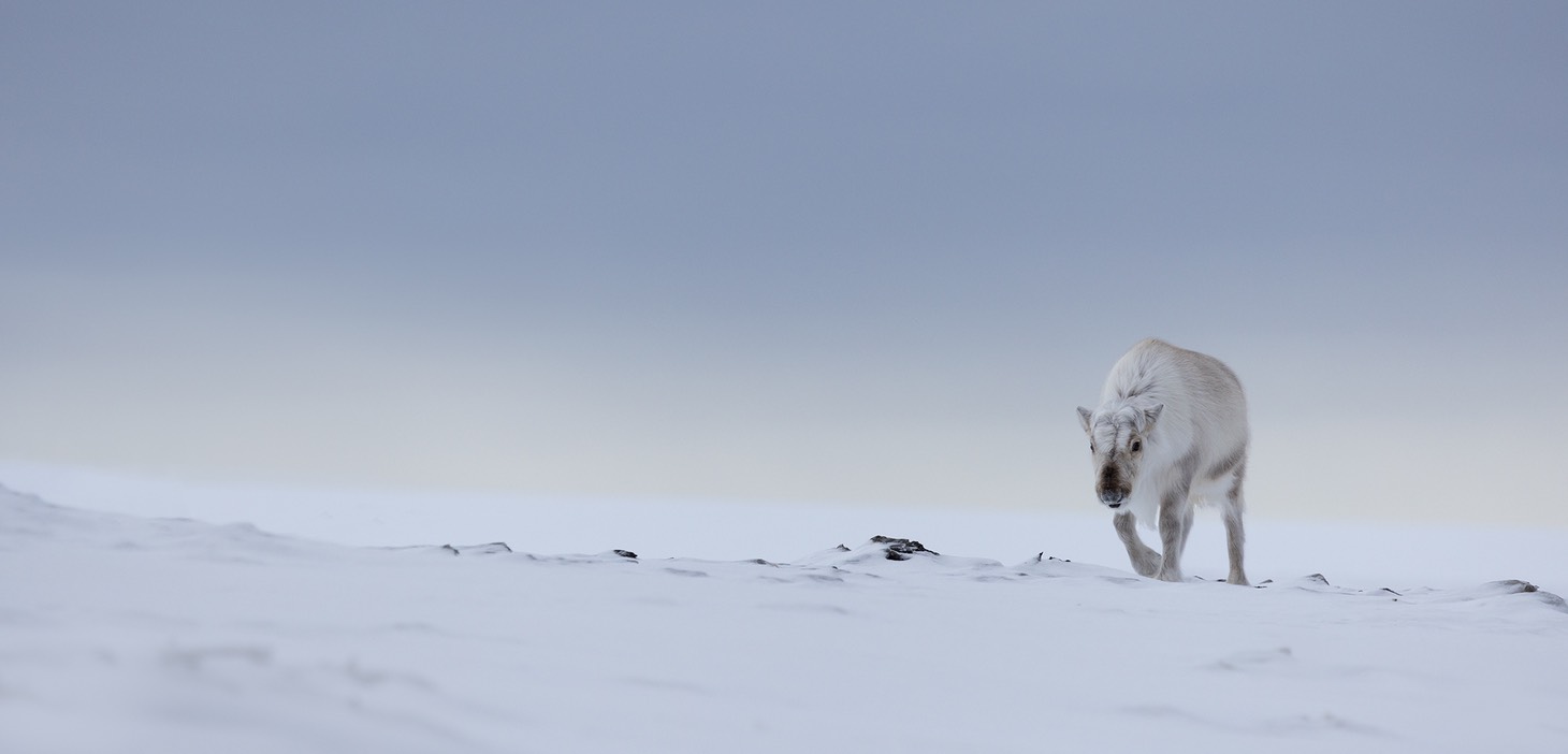 reindeer