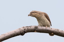 wryneck