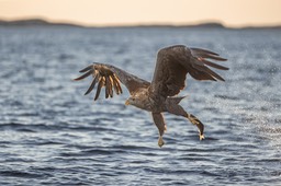 white tailed eagle