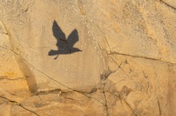 herring gull