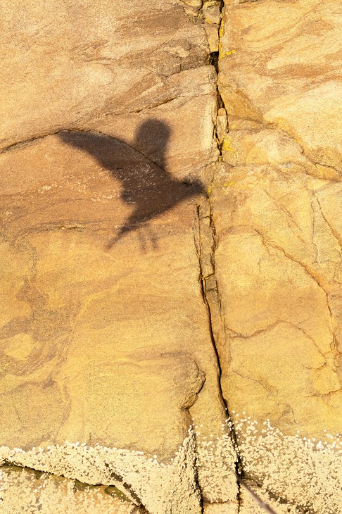 herring gull