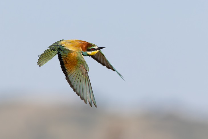 european bee eater