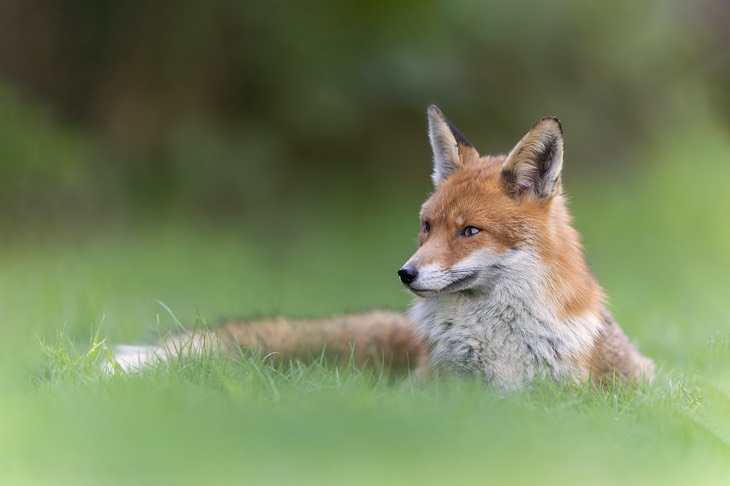 red fox