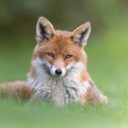 red fox