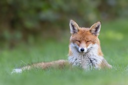 red fox