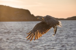 white tailed eagle