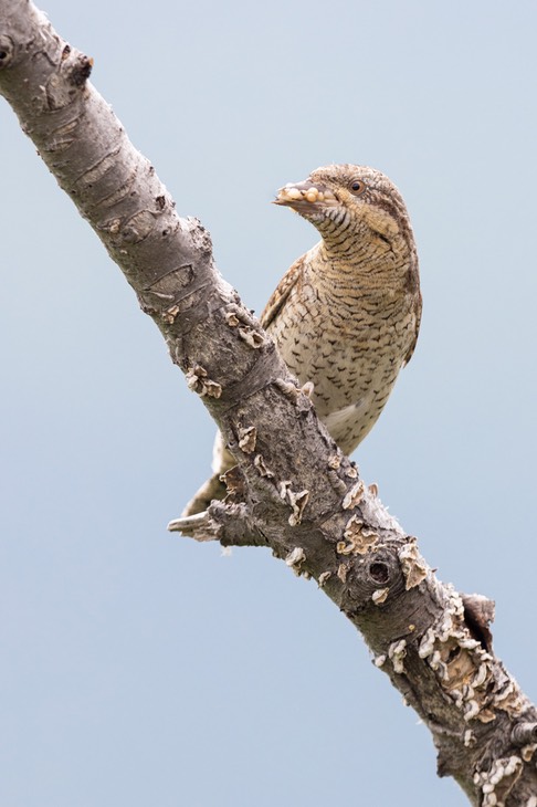 wryneck