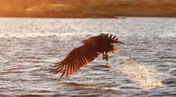 white tailed eagle