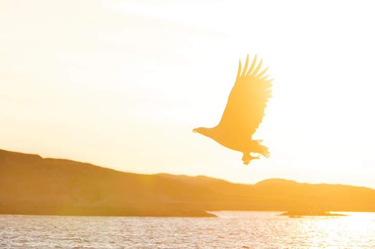 white tailed eagle