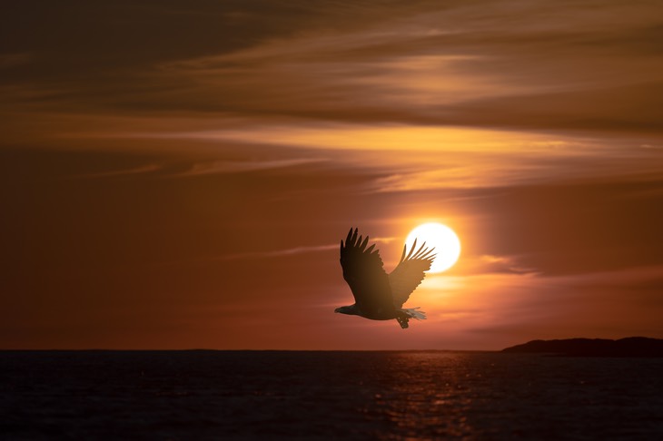 white tailed eagle