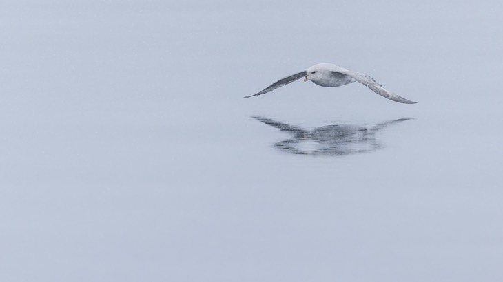 fulmar