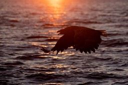 white tailed eagle