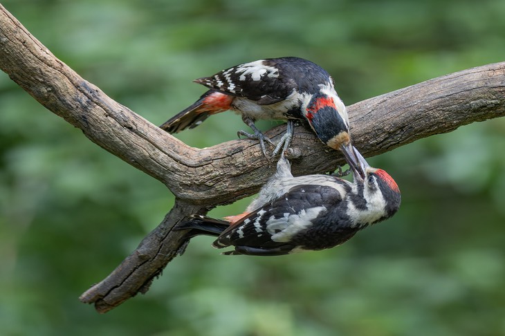 syrian woodpecker