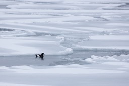 black guillemot