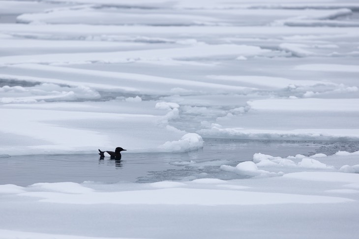 black guillemot