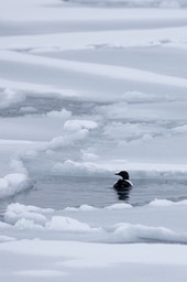 black guillemot