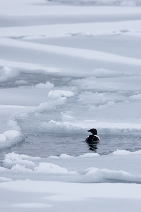 black guillemot