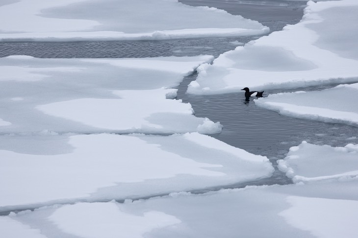 black guillemot