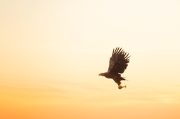 white tailed eagle