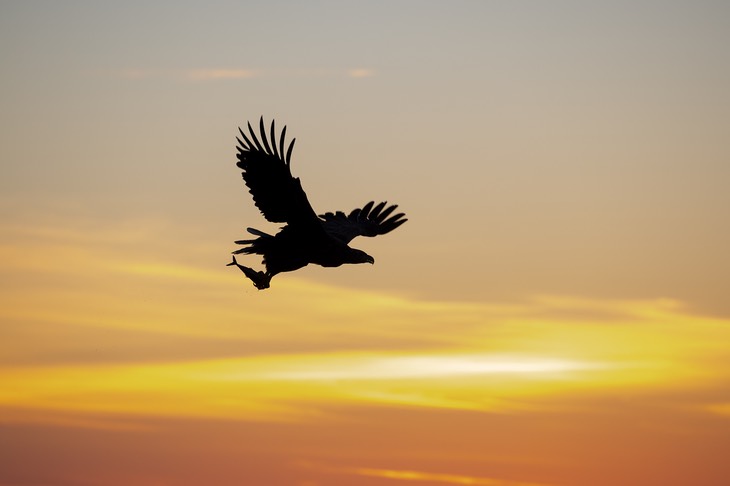 white tailed eagle