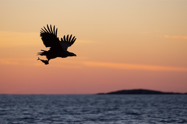 white tailed eagle