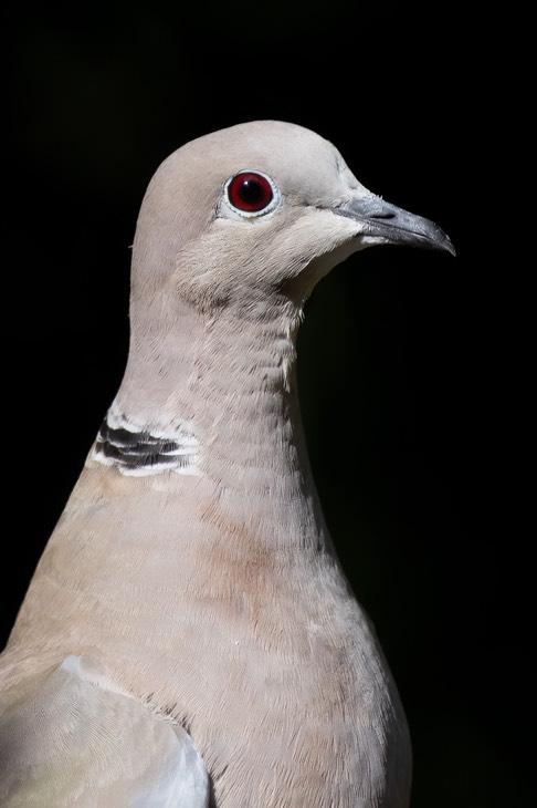 collared dove