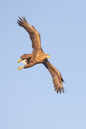 white tailed eagle