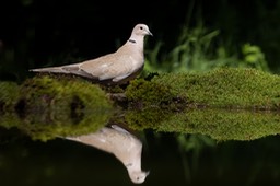 collared dove