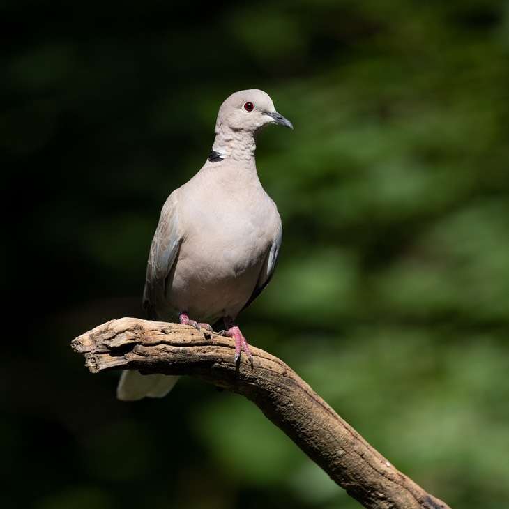 collared dove