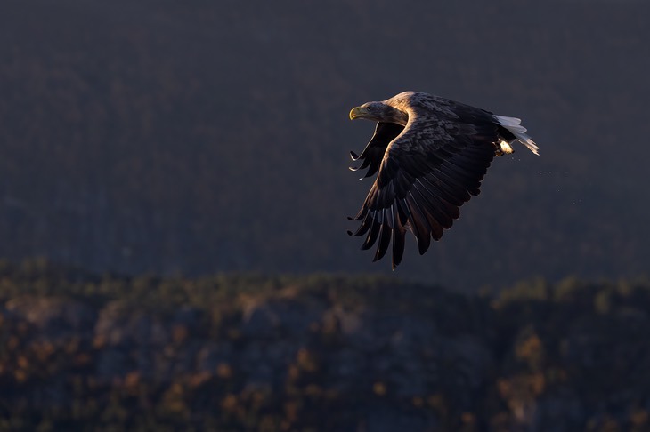 white tailed eagle