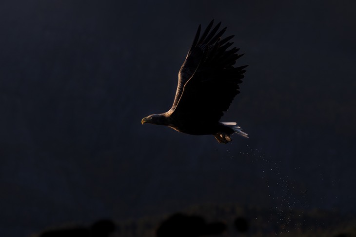 white tailed eagle