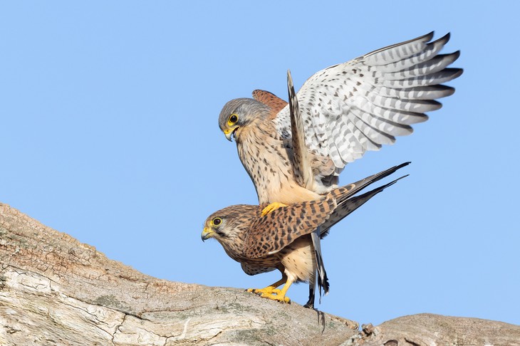 kestrel