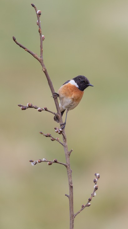 stonechat