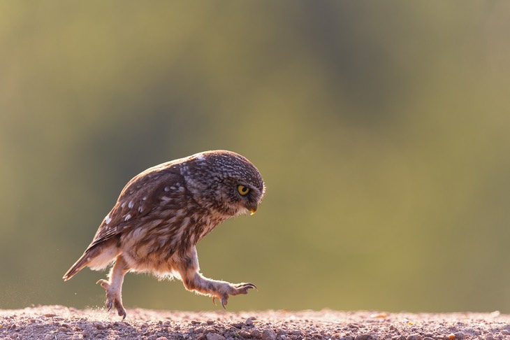 little owl