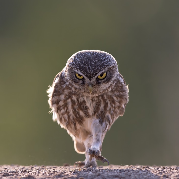 little owl