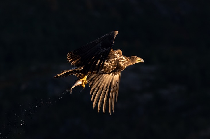 white tailed eagle