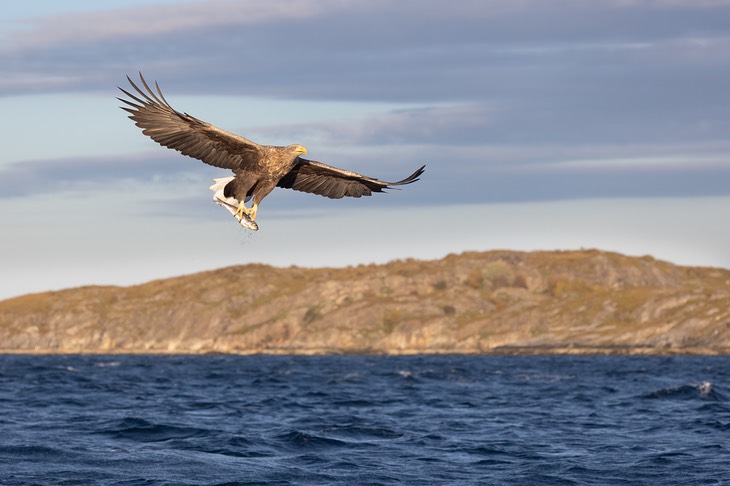 white tailed eagle