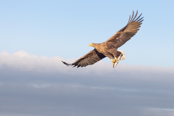 white tailed eagle