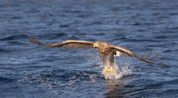 white tailed eagle