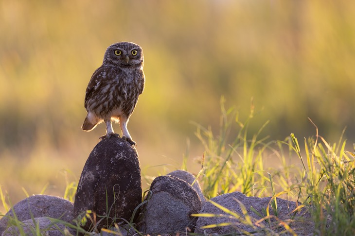 little owl