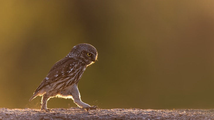 little owl