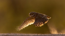 little owl