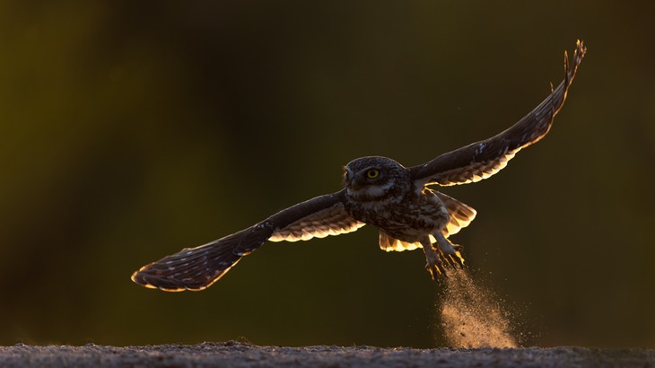 little owl